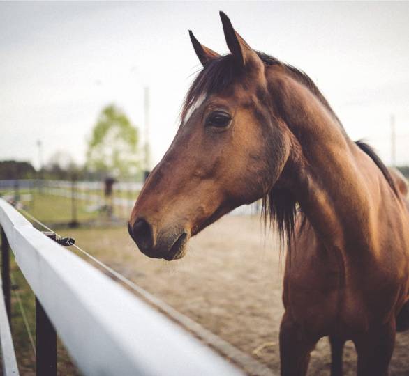 Core Insurance Group Calgary CladAsia